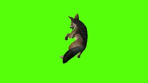 Jackal Death Green Screen Animation 4K Rendering Видео 281392904