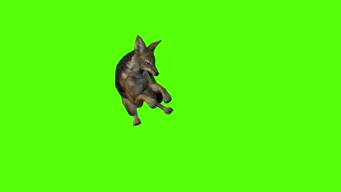 Jackal Death Green Screen Animation 4K Rendering Stock-Footage 281392920