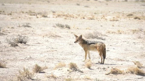 Jackal in the desert Stock-Footage 116082137