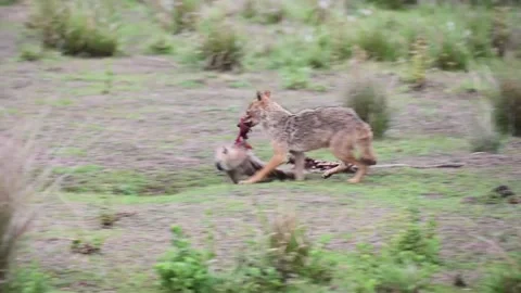  Jackal drags the mutilated langur to a comfortable place at Kanha national park Video stock 275342927