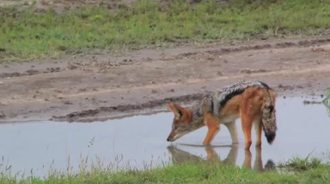 Jackal drinking water Stock Footage 1087222