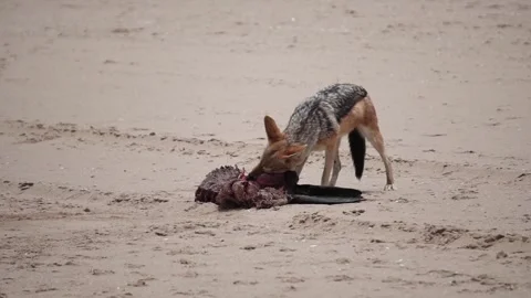 Jackal eats the carcass of a fur seal Stock Footage 170878214