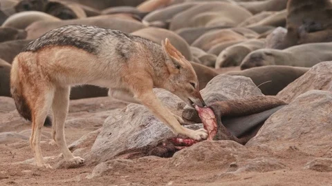 Jackal eats seal corpse with anxiety Stock Footage
