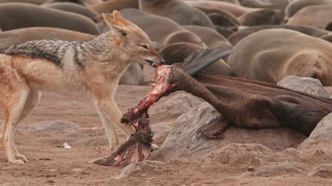 Jackal eats seal corpse with anxiety Video stock 93752466