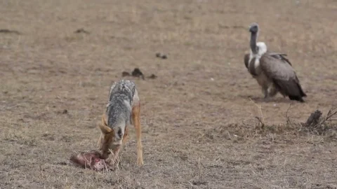 Jackal Eats Skull 库存影片 71017704