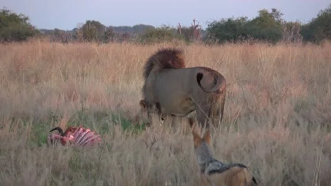Jackal edges toward carcass behind Romeo’s back — Part 2 스톡 동영상 322993283