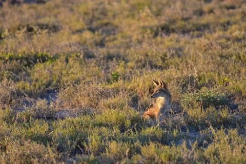 Jackal - Etosha, Namibia Stock Photos
