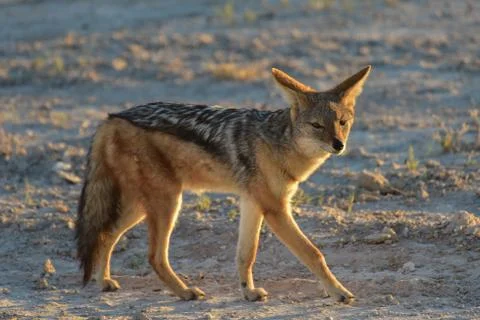 Jackal - Etosha, Namibia Foto stock