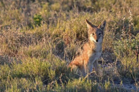 Jackal - Etosha, Namibia Foto stock