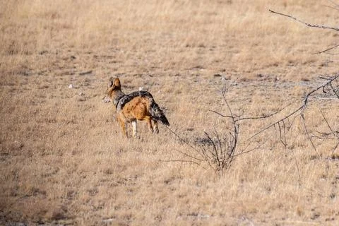 Jackal in Etosha Stock Photos