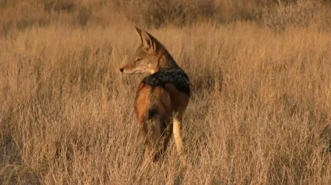 Jackal Video stock 11977456