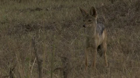 Jackal Stock Footage 12647388