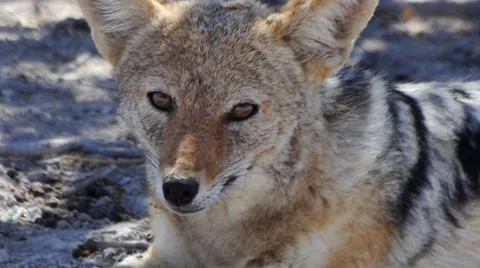 Jackal Stock Footage 62488485