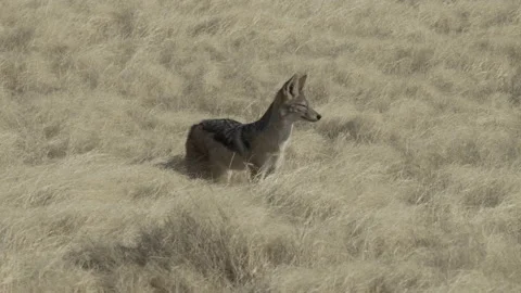 Jackal Stock Footage 229620048