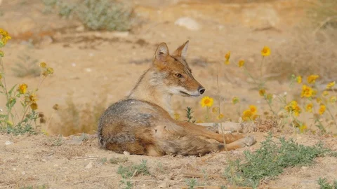 Jackal gets up and goes Stock Footage 99828657