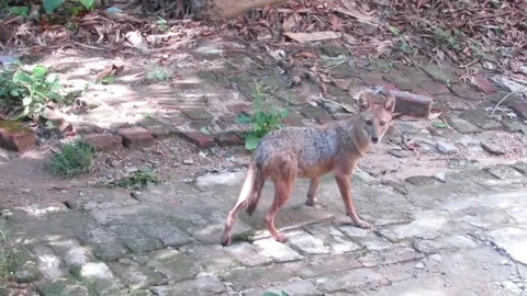 Jackal gets scared, turing head, run away, 1080p high angle shot Stock Footage 288514123