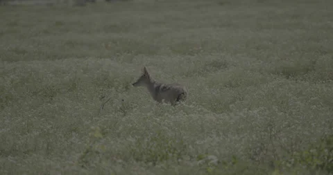Jackal in the grass (12bit) 動画素材 252094819