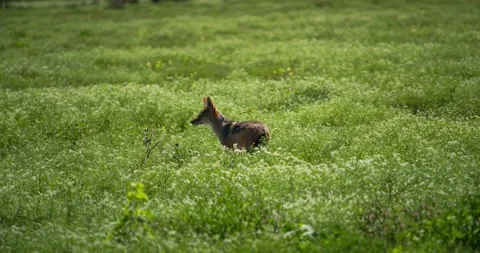 Jackal in the grass 動画素材 252093983
