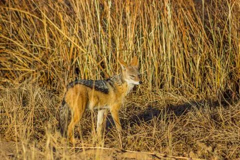 Jackal in the grass Stock Photos
