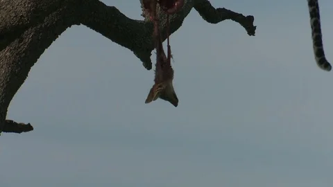 JACKAL HEAD HANGS FROM TREE 库存影片 74716015