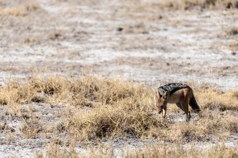 Jackal on the hunt for Prey Stock Photos