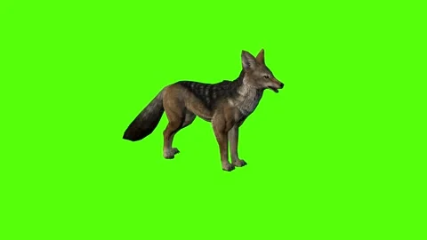 Jackal Idle Green Screen Animation 4K Rendering Vídeo Stock 281392915
