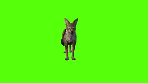 Jackal Idle Green Screen Animation 4K Rendering Vídeo Stock 281392925