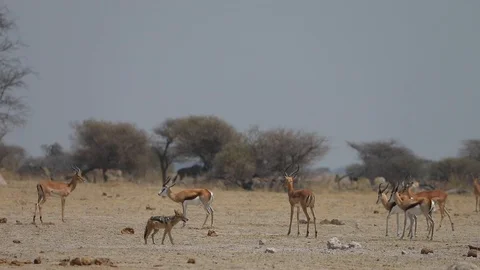 Jackal, Impala and springbok in dry Kalahari landscape of Botswana Stock Footage 113960926