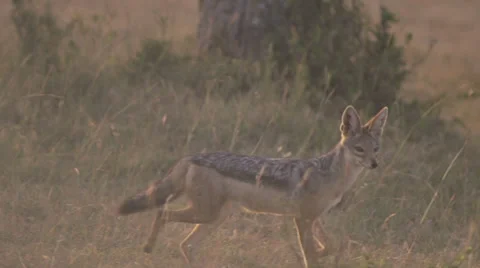 Jackal jogging at sunrise Stock Footage 33545306