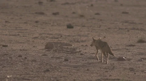 Jackal jogging at sunset  Stock Footage 33531801