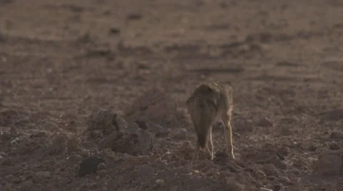 Jackal jogging at sunset  Stock Footage 33531826