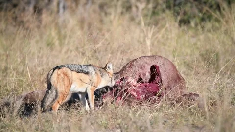 Jackal keeps feeding; alert to possible arrivals — Part 18 Stock Footage 320845672