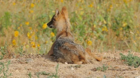 The jackal lies with his back to the camera and looks at the sides Stock Footage 95239999