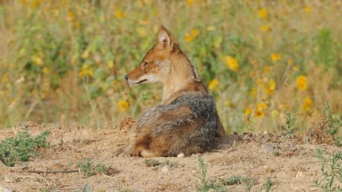 The jackal lies with his back to the camera and looks at the left side Stock Footage 99828498