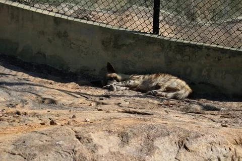 A jackal lying down and resting on a rocky surface inside a zoo enclosure Stock Photos