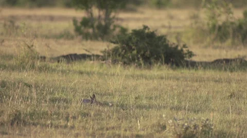 Jackal lying on the ground Stock Footage 33544985