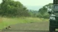 Jackal Lying in Road with Vehicle Passing GFHD HD Footage