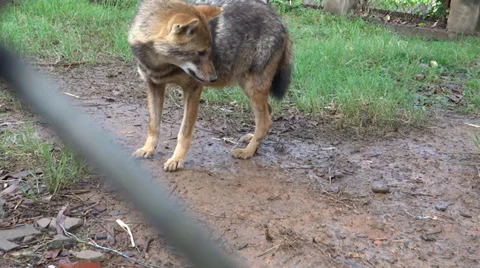 The jackal, a medium sized member of the dog family 스톡 동영상 38057382