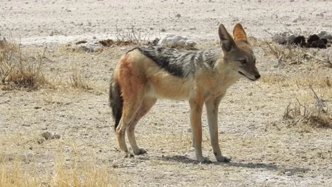 Jackal in the midday heat Stock Footage 237506027