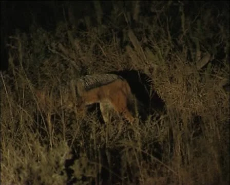 A jackal at night . Video stock 11629251