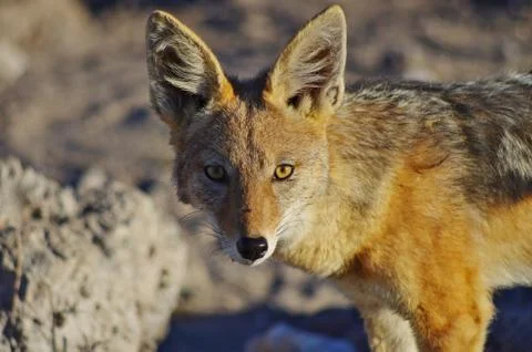 Jackal Stock Photos