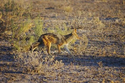 Jackal Stock Photos