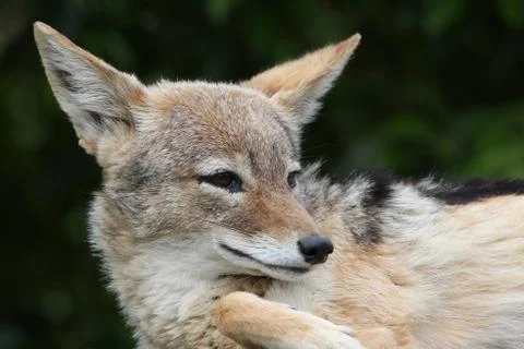 Jackal Portrait Stock Photos