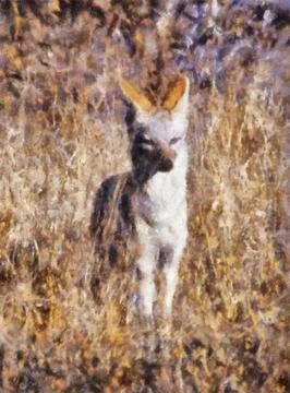 Jackal pose Stock Illustration