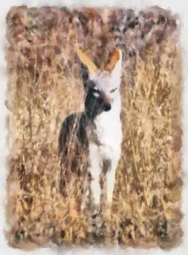 Jackal pose Stock Illustration