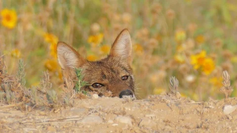 The jackal is raising up his head Stock Footage 90966937