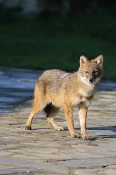 Jackal in the reserve Stock Photos