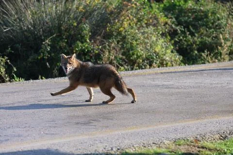 Jackal in the reserve Stock Photos