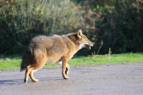 Jackal in the reserve Stock Photos