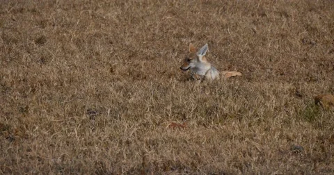 Jackal resting Stock Footage 60592765